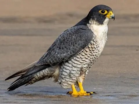 A bird of prey standing on the beach.